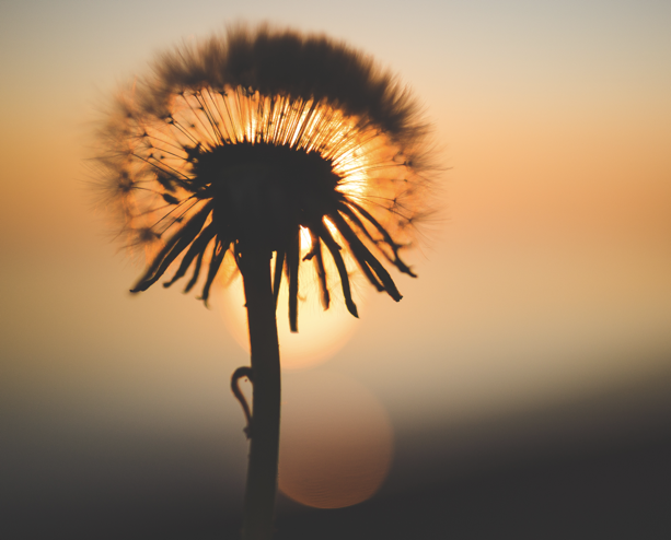 nspace-dandelion-sunset